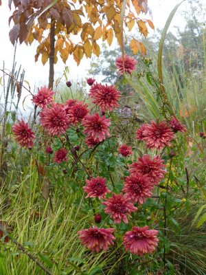 2016-10-23 Chrysanthemum 'Bronzekrone'.jpg
