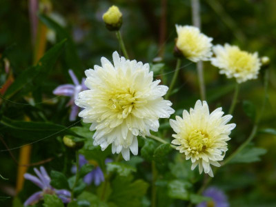 2016-10-23 Chrysanthemum 'Kleiner Eisbär'.jpg