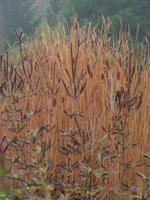 2016-10-23 Gartenimpressionen 4.jpg