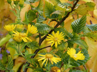 2016-10-23 Gartenimpressionen 6.jpg