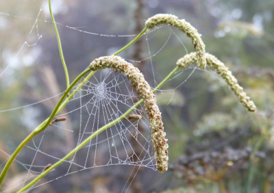 2016-10-23 Gartenimpressionen 9.jpg