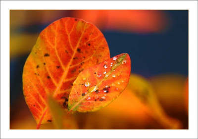 Cotinus_Tropfen_1_29-10-2006.jpg