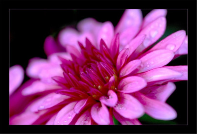Dahlia1_29-10-2006.jpg