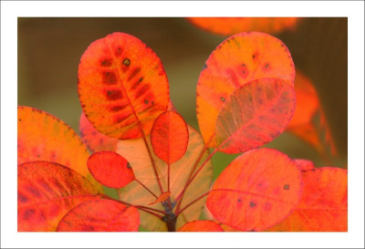 Cotinus_1_29-10-2006.jpg