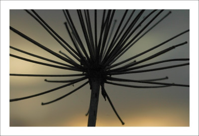 Agapanthus_1_29-10-2006.jpg