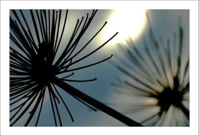 Agapanthus_2_29-10-2006.jpg