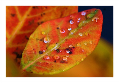 Cotinus_Tropfen_2_29-10-2006.jpg