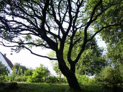 rhus_1.jpg