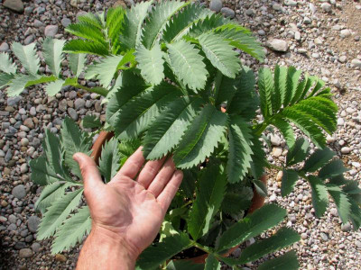 Melianthus.major2.jpg