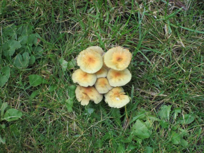 Gartenschwammerl.JPG
