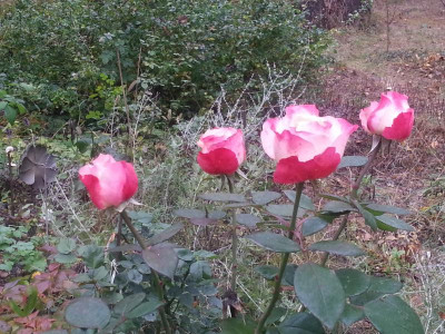 20161024_093141.jpg