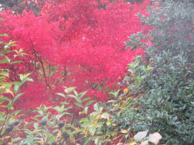 Acer palmatum Seiryuh 241016.jpg