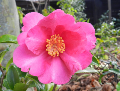 DSCN2103.jpg