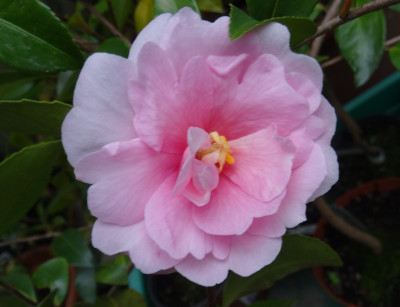 DSC04084.jpg