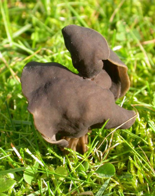 Helvella_1.jpg