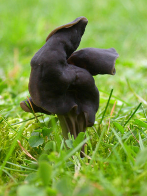 Helvella_2.jpg