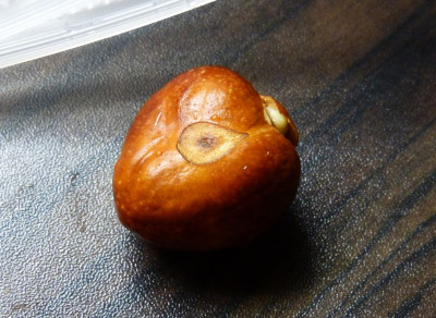 2016-10-24 Aesculus parviflora.jpg