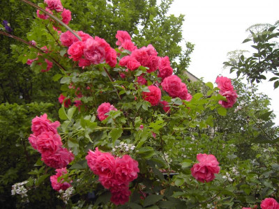 PICT4715.JPG
