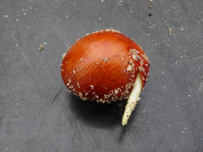 Aesculus parviflora Oktober 2016.JPG