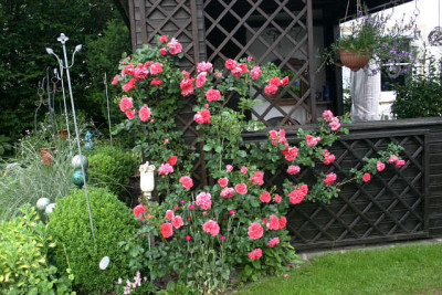Rose Rosarium Uetersen1810a.jpg