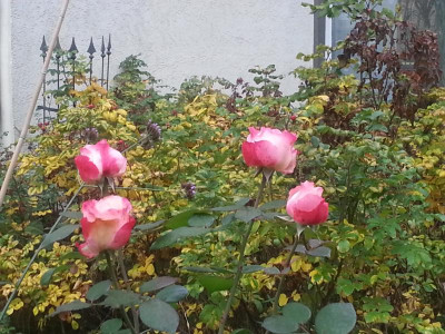20161024_093325.jpg