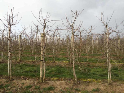 plantage.jpg