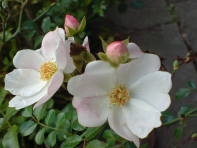 sternenflor_oktober.JPG