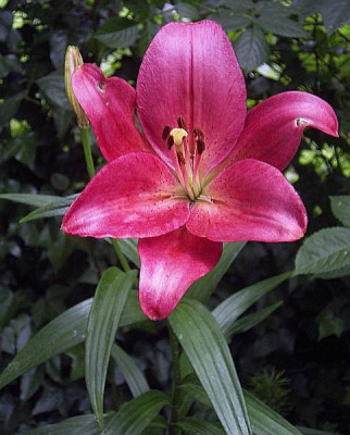 lilium_xy.jpg