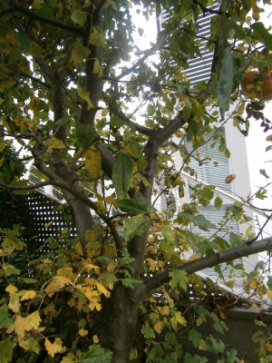 Apfelbaum 001.JPG