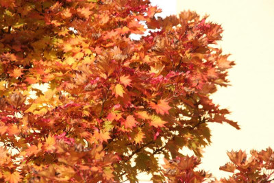 Acer shirasawanum IMG_9979.jpg