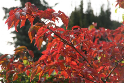 Cornus %22Venus%22 IMG_9983.jpg