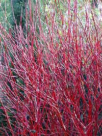 Cornus alba sibirica.jpg