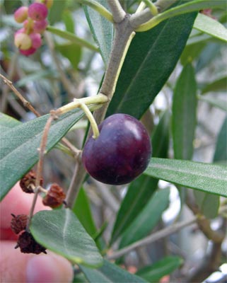 olivenernte_01.jpg