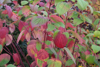 Cornus alba sibirica IMG_9980.jpg