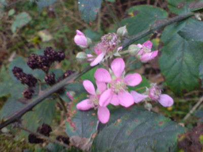 oktober_brombeere_blute_und_frucht.JPG