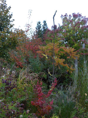 2016-10-26 Garteneinblick 4.jpg