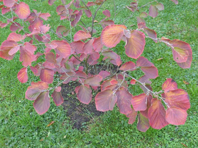 2016-10-26 Hamamelis.jpg
