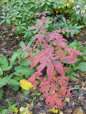 2016-10-26 Acer maximowiczianum nikoense.jpg