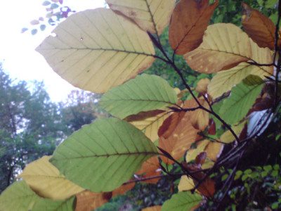 oktoberbilder_buche_1.JPG
