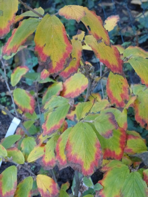 2016-10-26 Hamamelis 'Aurora'.jpg