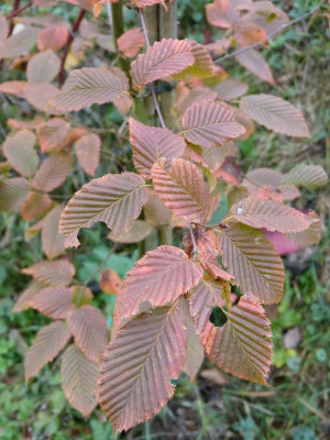 2016-10-26 Carpinus betulus 'Rockhampton Red'.jpg