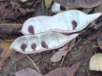 oktoberbilder_schoten.JPG