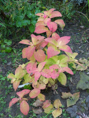 2016-10-26 Hydrangea serrata 'Autumn Fire'.jpg