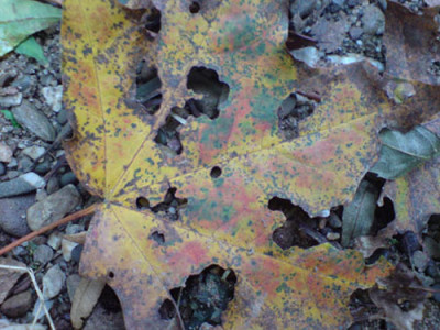 oktoberbilder_blatt.JPG