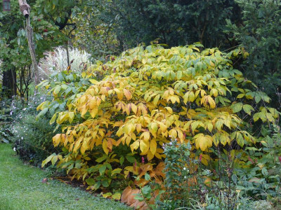 2016-10-26 Aesculus parviflora.jpg