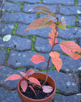Hydrangea-unbekannt.16-1.jpg