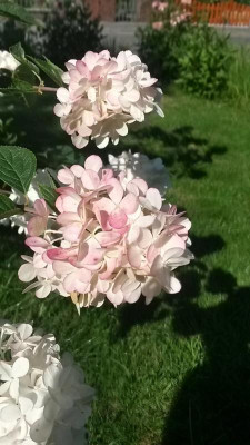Hydrangea-unbekannt.15-1.jpg
