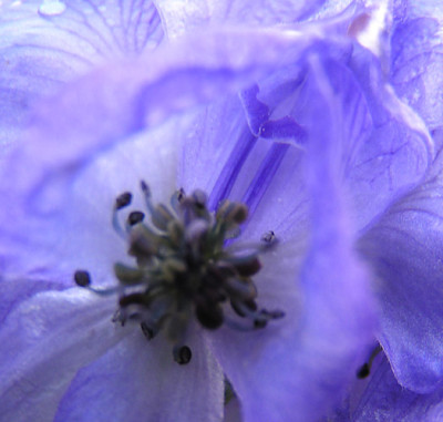aconitum_ende_oktober.jpg