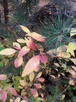 20161027_085955.jpg