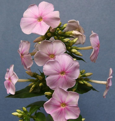 Sä. 1_aus Superphlox_PA262364.JPG